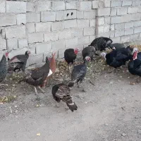 بوقلمون طبیعی‌‌