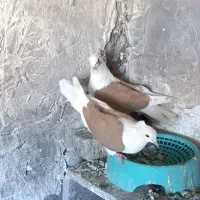 زرد و شو زرد درجه یک|پرنده|بیرانوند, |دیوار