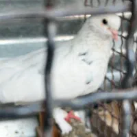 کبوتر اصیل