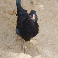 نیمچه گلین و نیمچه محلی|حیوانات مزرعه|سنقر, |دیوار