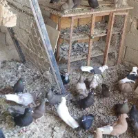 انواع کبوتر بوشهری|پرنده|خورموج, |دیوار