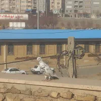 ۶ عدد کفتر پرشی