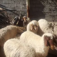 باسلام چند تا گوسفند  جوان  داشتی به فروش میرسد|حیوانات مزرعه|زرین آباد, |دیوار