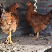 مرغ|حیوانات مزرعه|بوشهر, |دیوار