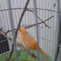 قناری نر مست|پرنده|بندرعباس, |دیوار