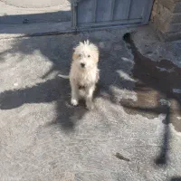 سگ پشمالو خونگی