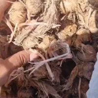 پیاز زعفران وزعفران