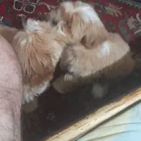 دو عدد سگ شیتسو پوز کوتاه نر و ماده