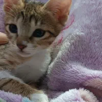 سه گربه برای واگذاری