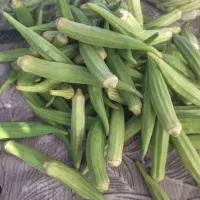 بامیه محلی