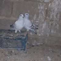 سلام سه کفتر دونر ویک.ماد 1500000|پرنده|کرباسک, |دیوار