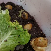 حلزون|حیوانات مزرعه|اصفهان, رزمندگان|دیوار