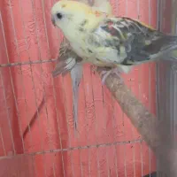 طوطی آوازه خوان|پرنده|اسفراین, |دیوار