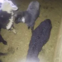 6 عدد بره 1 کهره