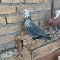 کبوتر پرش سنگین|پرنده|فلاورجان, |دیوار