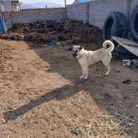 واگذاری ماده سگ|سگ|اهر, |دیوار