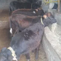 فروش فوری ۶گوساله نر محلی|حیوانات مزرعه|بابکان, |دیوار