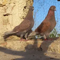 کبوتر پرشی اصیل کاشان