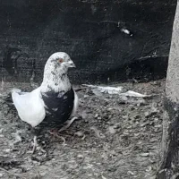 ساده مشهدی کلاغ|پرنده|شاندیز, |دیوار