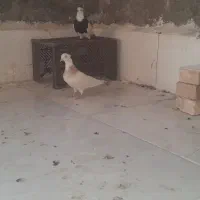 کبوتر