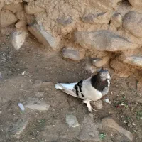 دم سفید ماده