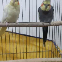 عروس هلندی|پرنده|کبودرآهنگ, |دیوار