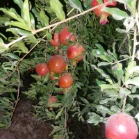 درود.فروش ۱۳۵۴مترباغ اناری اب تلمبه فول خیرابادفسا