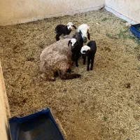 برّه نر کشتاری