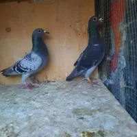 ۱۴ تا پرنده تبعیدی|پرنده|الوند, |دیوار