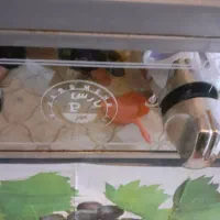 گاز‌طرح‌فر‌ پارس‌ سالم‌