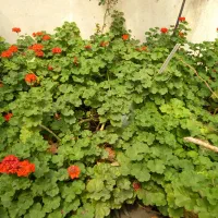 گل شمعدانی و یخ عمده