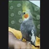 معاوضه با فنج/مرغ عشق