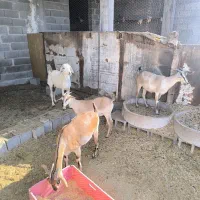 بز پازن میش|حیوانات مزرعه|پارسیان, |دیوار