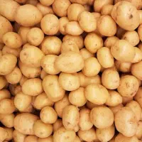 بذر سیب زمینی