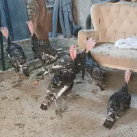 بوقلمون رسمی نر