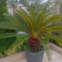 سیکاس سالم وبزرگ|گل و گیاه طبیعی|سلمانشهر, |دیوار