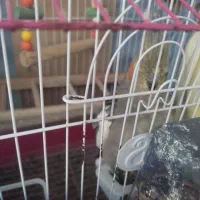 طوطی عروس هلندی|پرنده|بابل, |دیوار