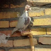 کارل میلمنز|پرنده|تربت جام, ترکمن ها|دیوار