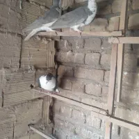 کبوتر درپرنده|پرنده|قم, باسکول|دیوار