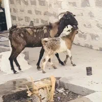 بز کهره دار