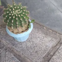 کاکتوس 2|گل و گیاه طبیعی|شاهین دژ, |دیوار