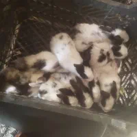 خرگوش