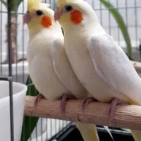 جفت عروس هلندی مولد کار داده ضمانتی