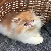 بچه گربه های کیوت میوت