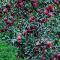 هرس وکود دهی انواع درختان|خدمات باغبانی و درختکاری|شیراز, آزادی|دیوار