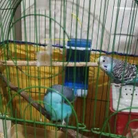 فروش جفت مرغ عشق جوان و سالم|پرنده|تهران, اوقاف|دیوار