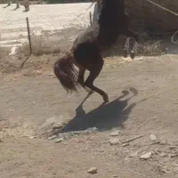 اسب نشانه دار کورد