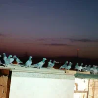 فورس3/8صفرکیلومتر|خودرو سنگین|مشهد, ایثار|دیوار