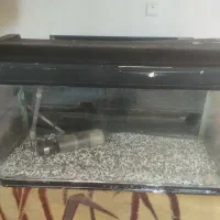 اکواریوم|ماهی|اشتهارد, |دیوار