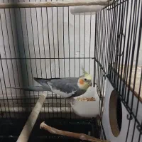 عروس نر سخنگو|پرنده|قم, ولیعصر|دیوار